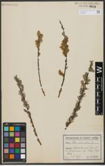 Foto von Salix viminalis L.